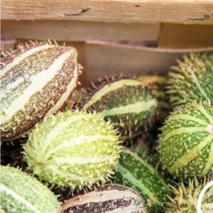West Indian Gherkin Cucumber
