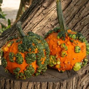 10 MiniWarts pumpkin seeds - Decorative ! Unique ! Specialty ! Fall ! Halloween ! USA !