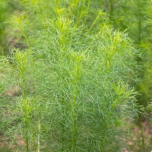 Heirloom Cumin seeds - 1/4 gram approx 75 seeds Fresh ! Herb ! USA ! Tasty !