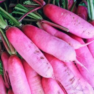 Pink Summercicle Radish
