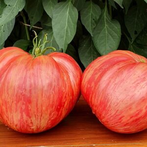 10 Organic Pink Jazz tomato seeds - Beefsteak ! Striped ! Juicy ! Sweet ! Tasty ! USA !