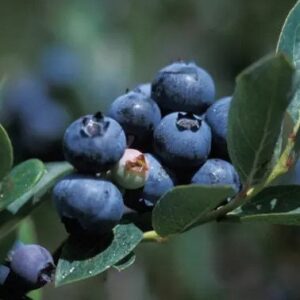Live plants - Duke or Elliott Blueberry bush - Berries ! Fresh ! Sweet ! Tasty !