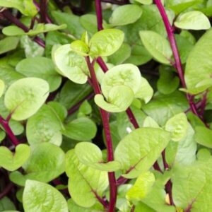Heirloom Red Malabar Spinach seeds - One gram Tasty ! Fresh ! Asian ! USA ! Healthy !