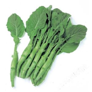 Kailaan Chinese Broccoli