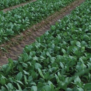 Heirloom Yu Choy Sum Early Green - Half gram Tasty ! Asian ! Greens ! Fresh ! Healthy ! 300+ seeds