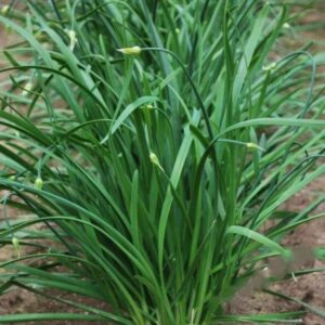 Heirloom Chinese Flowering Leek seeds - Half gram ! Asian ! Tasty ! Herbs ! Fresh ! 150+ seeds