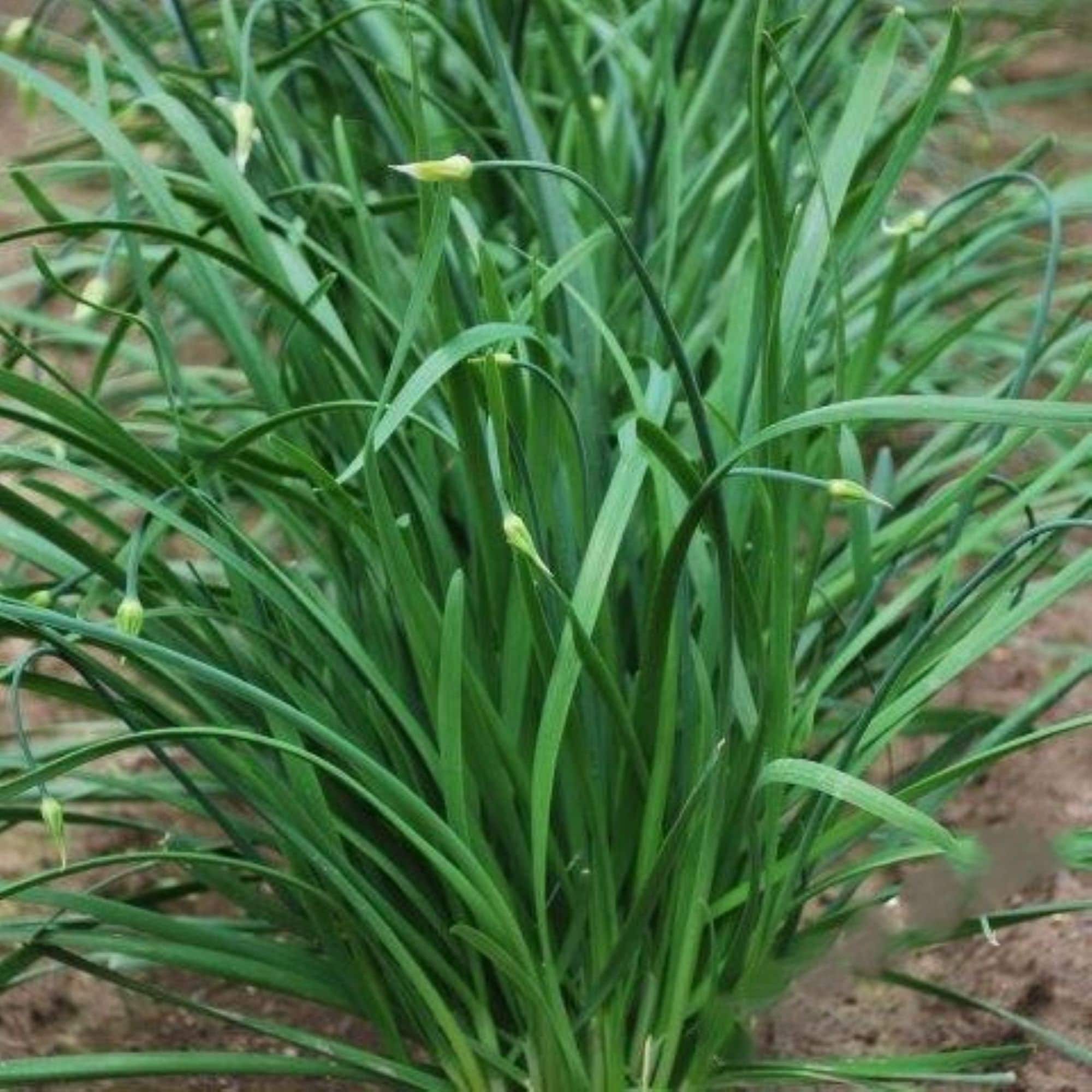 Heirloom Chinese Flowering Leek seeds - Half gram ! Asian ! Tasty ! Herbs ! Fresh ! 150+ seeds
