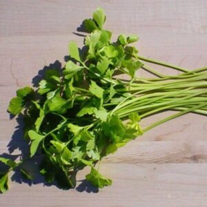 Heirloom Chinese Celery Light green - Tasty ! Fresh ! Cooking ! Asian ! Half gram !