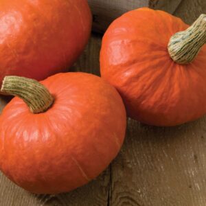 10 Sunshine Kabocha squash - Specialty ! Kabocha ! Tasty ! Asian ! USA !