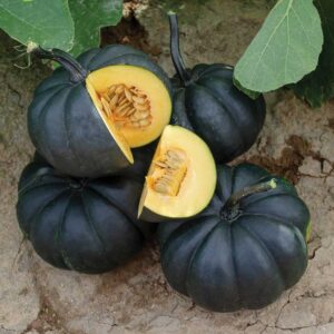 10 Black Kat (Midnite) specialty pumpkin seeds - Unique ! Halloween ! Fall ! USA ! Black !