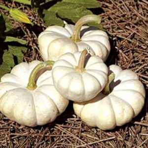 10 Gooligan specialty pumpkin seeds - Unique ! Halloween ! Fall ! USA ! White !