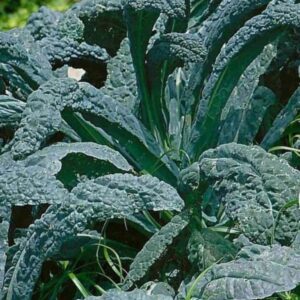 Black Tuscan (Lacinato) Kale