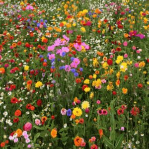 Premium Hummingbird flower seed mix - Beautiful !! Grown in USA !! One gram ! Pollinators !