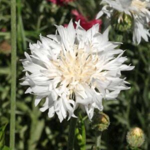 Tall White Centaurea Premium flower seed - Beautiful  ! Elegant ! Grown/Harvested in USA ! Cornflower !