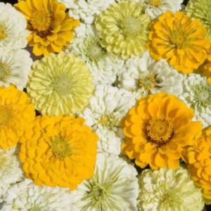 Premium Zinnia Lemon Merengue mix flower seed - Stunning, Beautiful, USA !! One gram - 125+ seeds