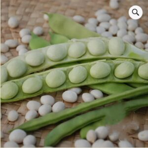 Heirloom Lazy Housewife Pole beans - Tasty ! Buttery ! Fresh ! Healthy ! Unique !