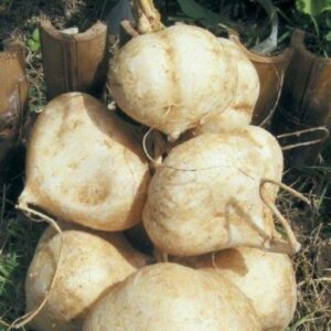 10 Thai Jicama seeds - Sweet ! Crisp ! Tasty ! USA ! Asian !
