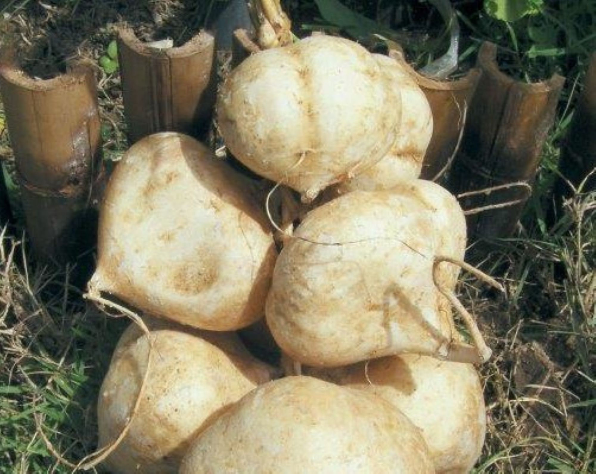10 Thai Jicama seeds - Sweet ! Crisp ! Tasty ! USA ! Asian !