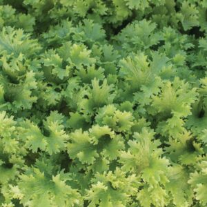 Heirloom Asian Mustard seed - Wasabina - Half gram! Tasty ! Fresh ! USA ! Cooking ! 250+ seeds