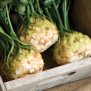 Heirloom Giant Prague Celeriac seeds - Fresh ! Tasty ! USA ! Healthy ! 400+ seeds