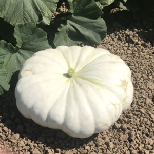 10 White Knight specialty pumpkin seeds - Unique ! Halloween ! Fall ! USA ! White ! Specialty !