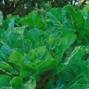 Portuguese Kale