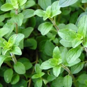 Heirloom Italian Oregano seeds - Herb ! Specialty ! Tasty ! Cooking !