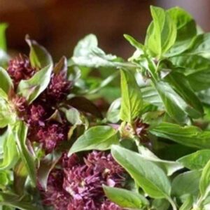Heirloom Basil seeds Licorice Basil - Half gram approx. 350 seeds ! Tasty ! Specialty ! Cooking ! Herbs !