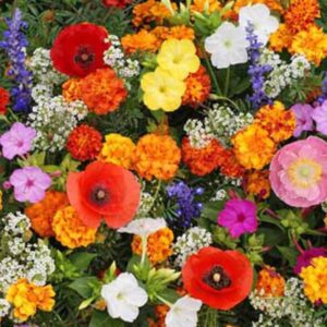 Premium Deer resistant blend flower seed mix - Beautiful blooms ! USA !! Spring ! Colorful !