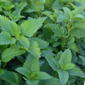 Heirloom Herb Lemon Balm - Fresh ! Herbs ! USA ! 1/4 gram ! 400+ seeds ! 2024