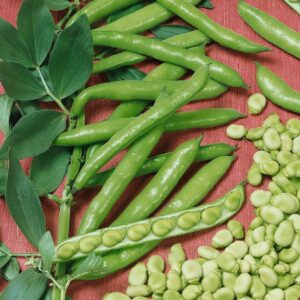 Broad Windsor Fava Bean