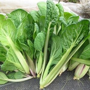 Heirloom Vitaminna Chinese cabbage seeds - Fresh ! Tasty ! Stir Fry ! Salad ! 500 Seeds ! Asian ! Specialty !