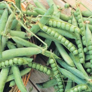 Green Arrow English Pea