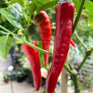 10  Organic Cyklon hot pepper seeds - Specialty ! Spicy ! Cooking ! Hot ! Polish !