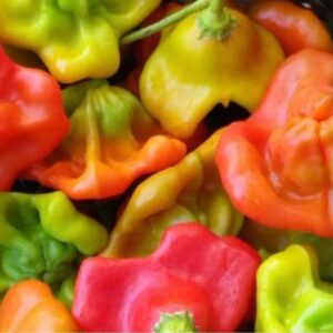 10 Heirloom Cambuchi hot pepper seeds - Specialty ! Spicy ! Cooking ! Hot ! Brazilian ! 2024 !