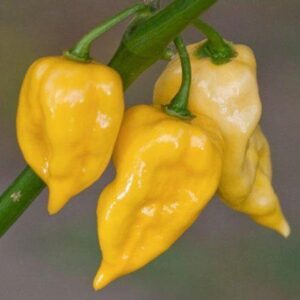 10 Heirloom Lemon Habanero pepper seeds - Spicy/HOT !! Grown in USA ! 2024 ! Specialty ! Atomic !