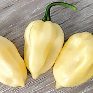 10 Heirloom White Habanero pepper seeds - Spicy/HOT !! Grown in USA! Specialty ! Atomic !