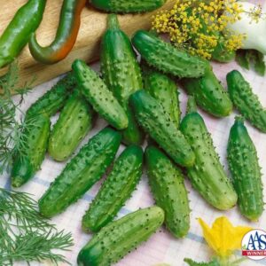 Parisian Gherkin Cucumber