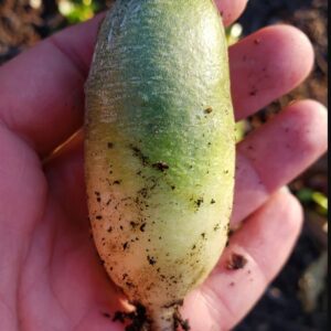 Giant Luo Buo Radish