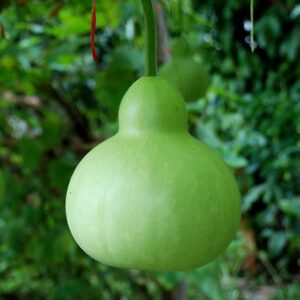 Martinhouse Bottle Gourd