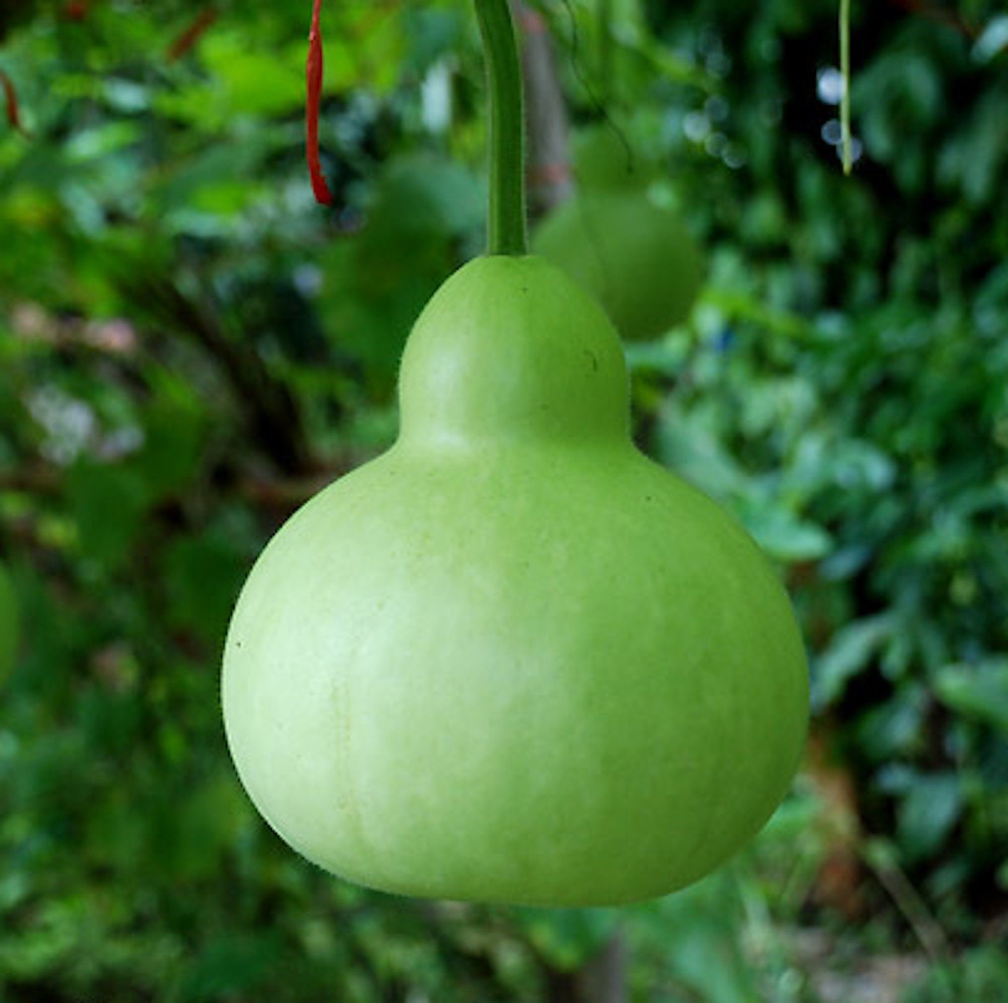 Martinhouse Bottle Gourd