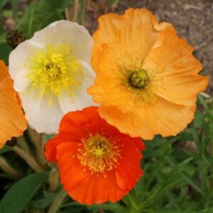 Iceland Poppy - Premium flower seed - Beautiful ! Grown/Harvested in USA ! Gorgeous ! Gardening ! Specialty !