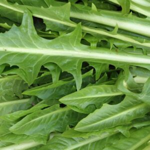 Heirloom Italian Dandelion seeds - Herb ! USA ! 350 seeds ! Cooking ! Fresh ! Tasty ! Greens ! Salad ! Half gram !
