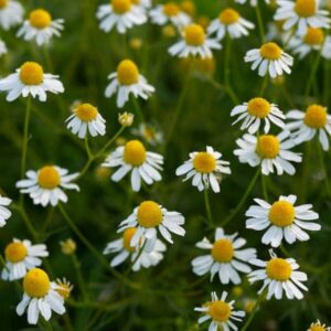 Heirloom Common German Chamomile seeds - Herb ! USA ! 400 seeds ! Fresh ! Quarter gram ! Great for Tea !
