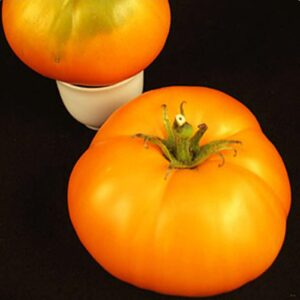 10 Heirloom Tangerine tomato seeds - Grown/harvested in USA - Jumbo/Juicy/Sweet !! Beefsteak ! Specialty ! 2024 !