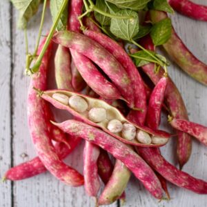 Vermont Cranberry Shell Bean