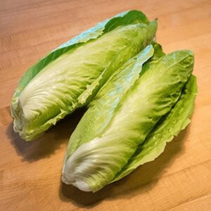 Heirloom Sugar Loaf Endive seeds - one gram (appr 400 seeds) - Grown/Harvested in USA !! Fresh ! Healthy ! Salad green ! Specialty !