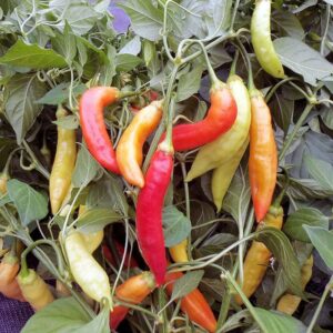 10  Organic Challeano hot pepper seeds - Specialty ! Spicy ! Cooking ! Hot ! Berry notes ! 2024 !