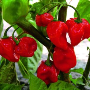 10 Caribbean Red Habanero pepper seeds - Spicy/HOT !! Grown in USA! Specialty ! Atomic !