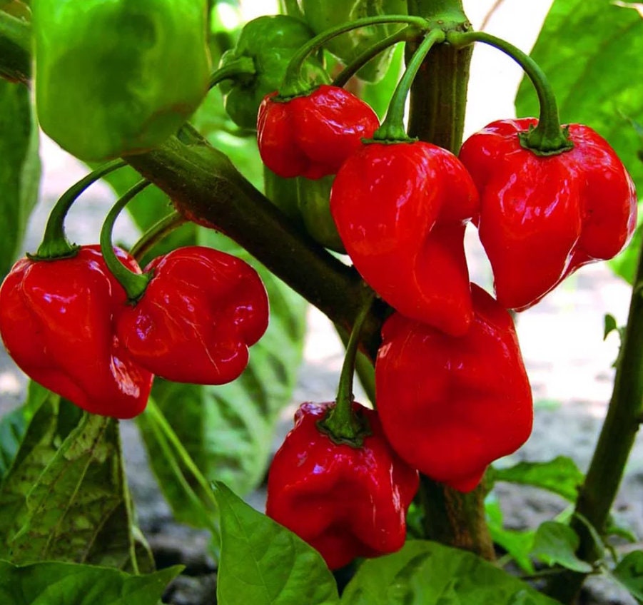 10 Caribbean Red Habanero pepper seeds - Spicy/HOT !! Grown in USA! Specialty ! Atomic !